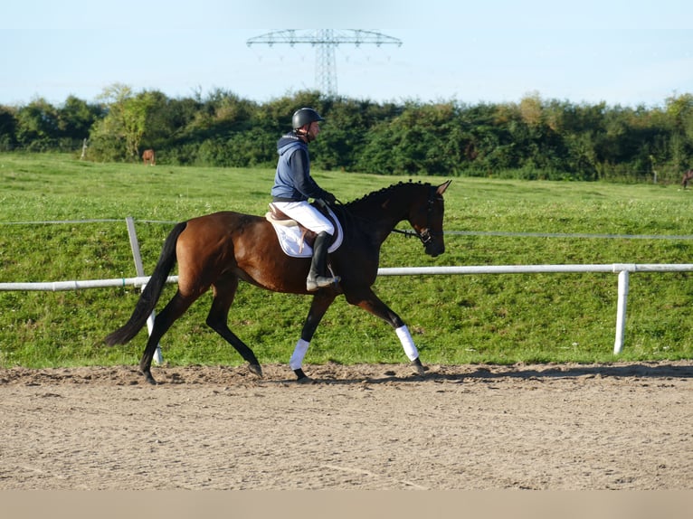 Trakehner Yegua 5 años Castaño in Ganschow