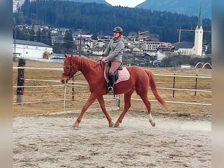 Trakehner Yegua 6 años 160 cm Alazán in Kirchbichl