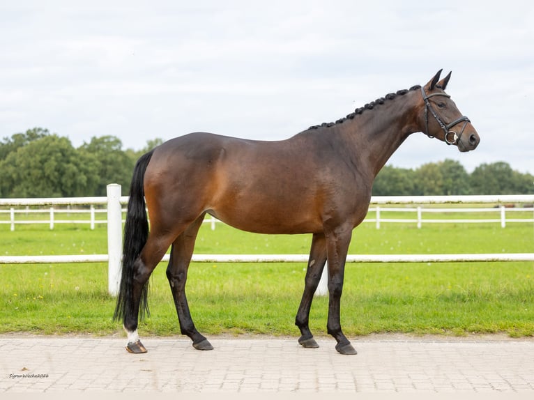 Trakehner Yegua 6 años 162 cm Castaño in Winsen