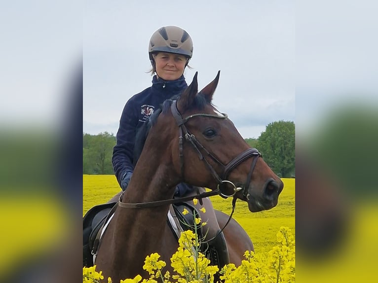 Trakehner Yegua 6 años 164 cm Castaño in Bosau