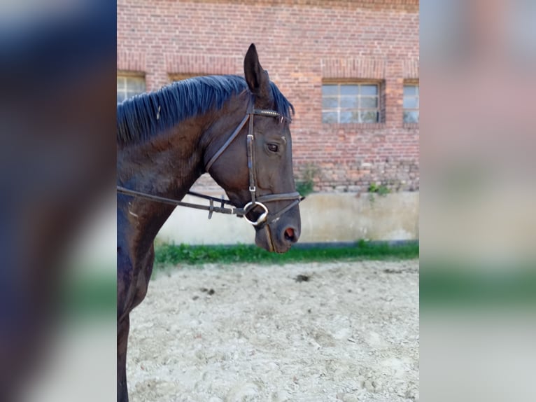 Trakehner Yegua 6 años 164 cm Negro in Kleve