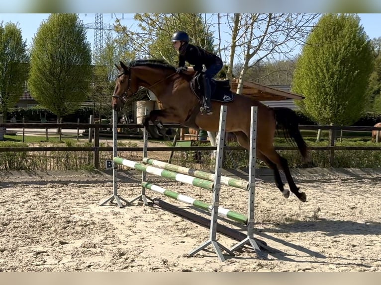 Trakehner Yegua 6 años 165 cm Castaño in Heiligenhaus