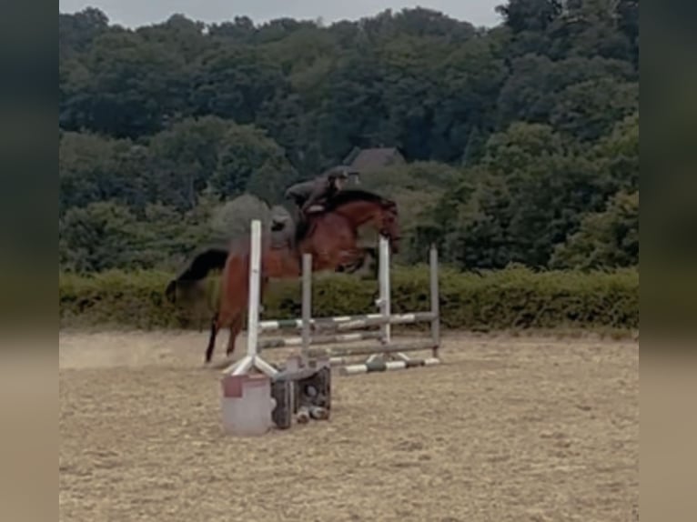 Trakehner Yegua 6 años 165 cm Castaño in Heiligenhaus