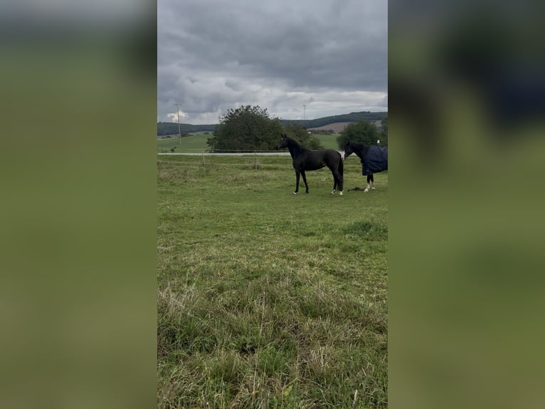 Trakehner Yegua 6 años 165 cm Morcillo in Bruchmühlbach-Miesau