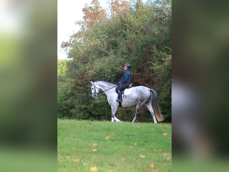 Trakehner Yegua 6 años 165 cm Tordo rodado in Bodenfelde