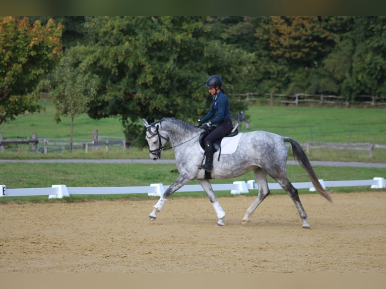 Trakehner Yegua 6 años 165 cm Tordo rodado in Bodenfelde