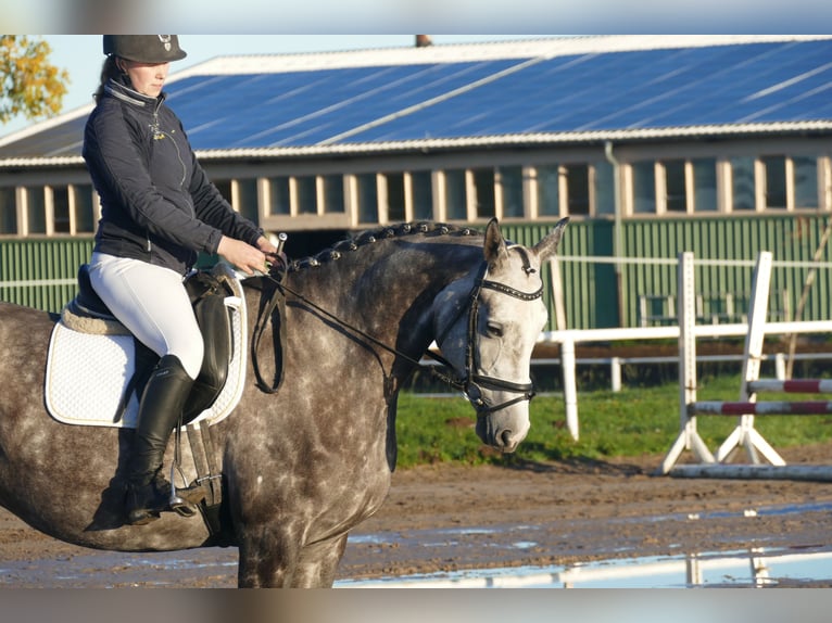 Trakehner Yegua 6 años 166 cm Tordo in Ganschow