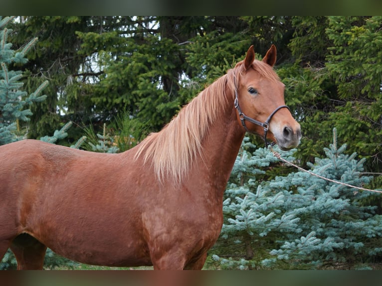 Trakehner Yegua 6 años 167 cm Alazán in Liebstadt