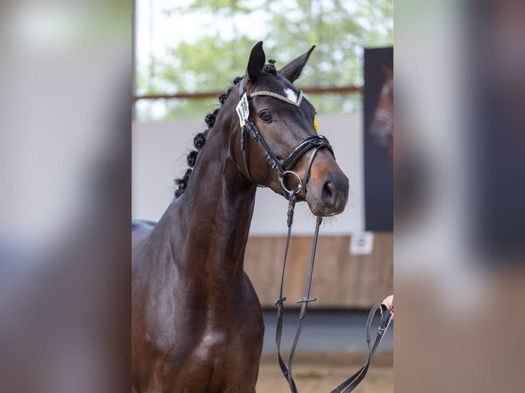 Trakehner Yegua 6 años 167 cm Negro in Schwalmstadt