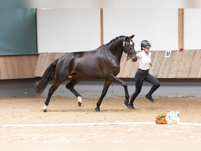 Trakehner Yegua 6 años 167 cm Negro in Schwalmstadt