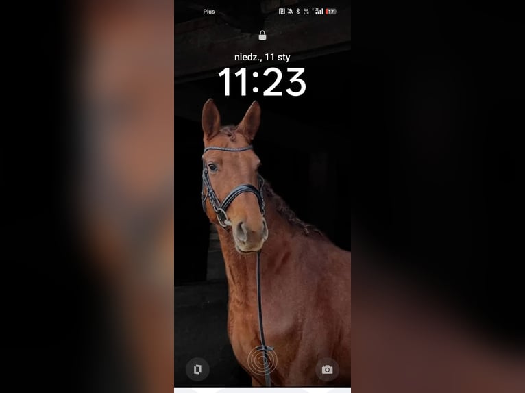 Trakehner Yegua 6 años 168 cm Alazán in Grudziądz