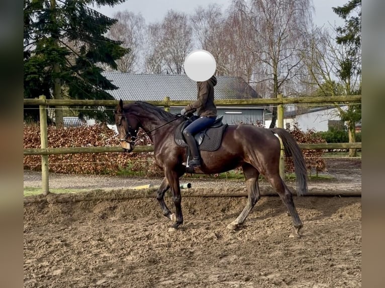 Trakehner Yegua 6 años 168 cm Castaño oscuro in Jerrishoe