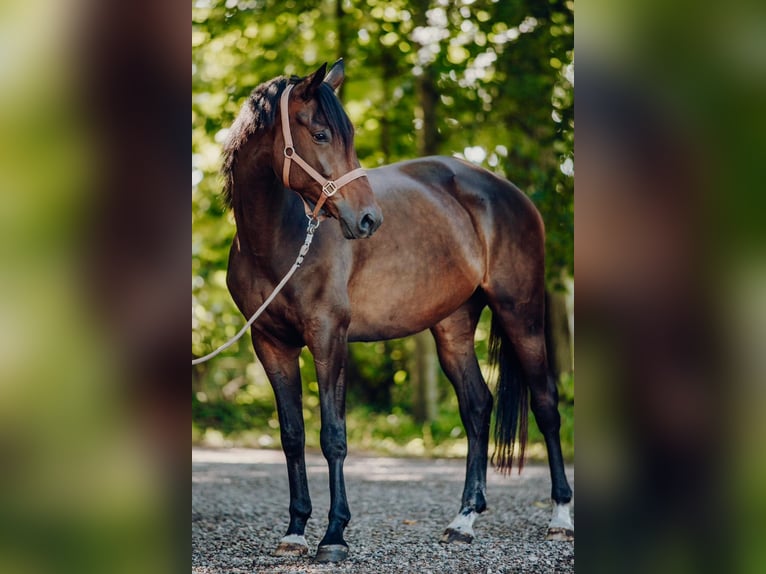 Trakehner Yegua 6 años 168 cm Castaño oscuro in Jerrishoe
