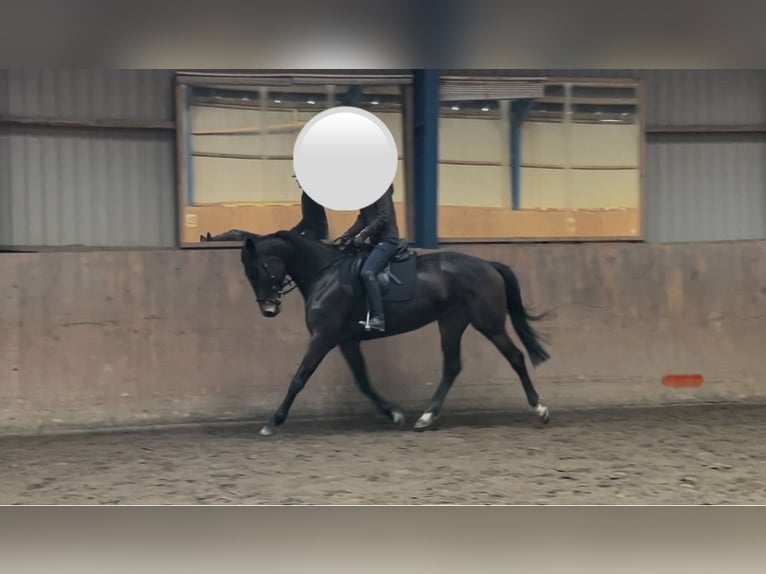 Trakehner Yegua 6 años 168 cm Castaño oscuro in Jerrishoe
