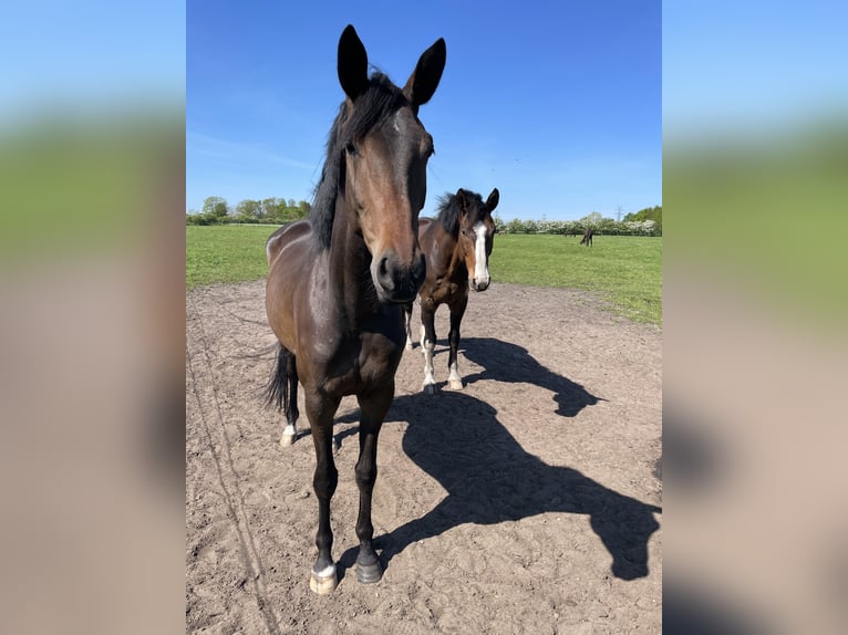 Trakehner Yegua 6 años 168 cm Castaño oscuro in Jerrishoe