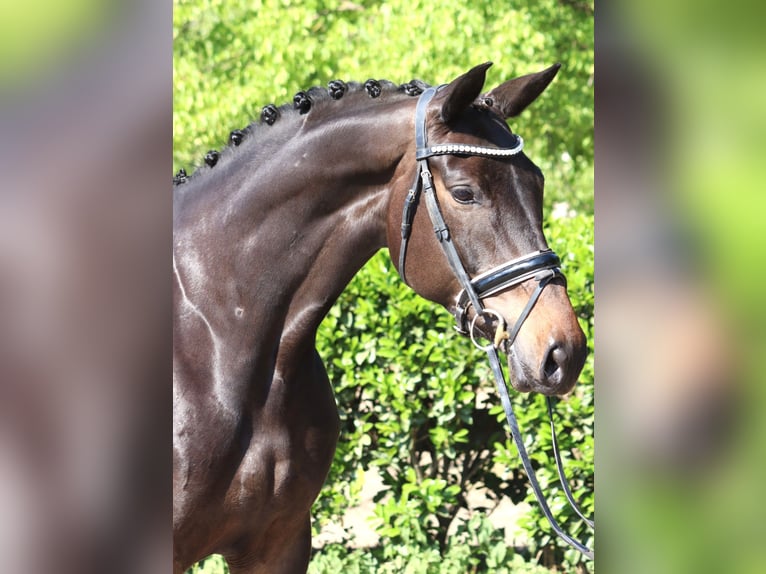 Trakehner Yegua 6 años 168 cm Castaño oscuro in Selsingen