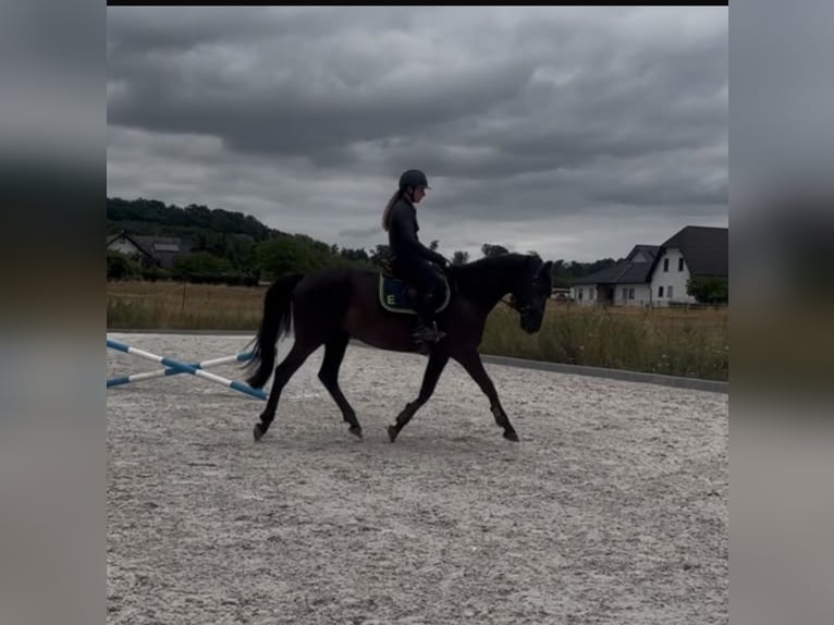 Trakehner Yegua 6 años 169 cm Negro in Neustadt (Hessen)
