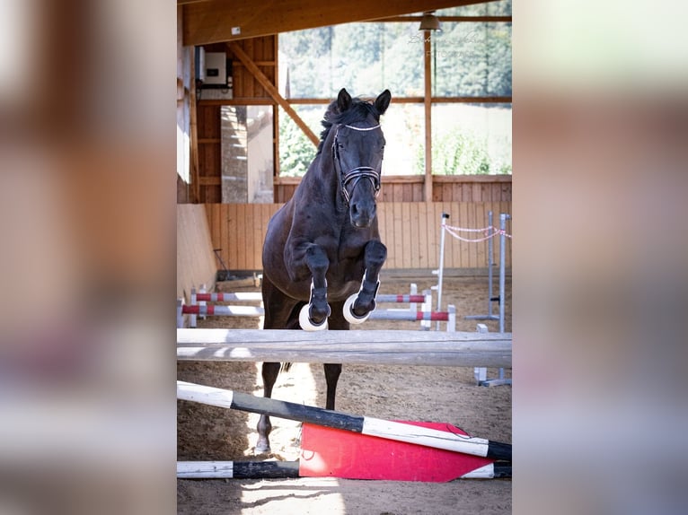 Trakehner Yegua 6 años 169 cm Negro in Neustadt (Hessen)