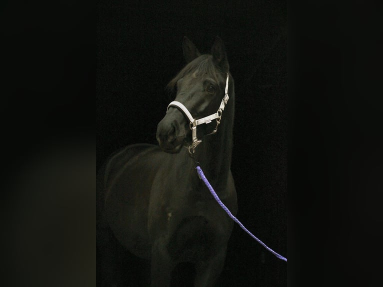 Trakehner Yegua 6 años 169 cm Negro in Neustadt (Hessen)