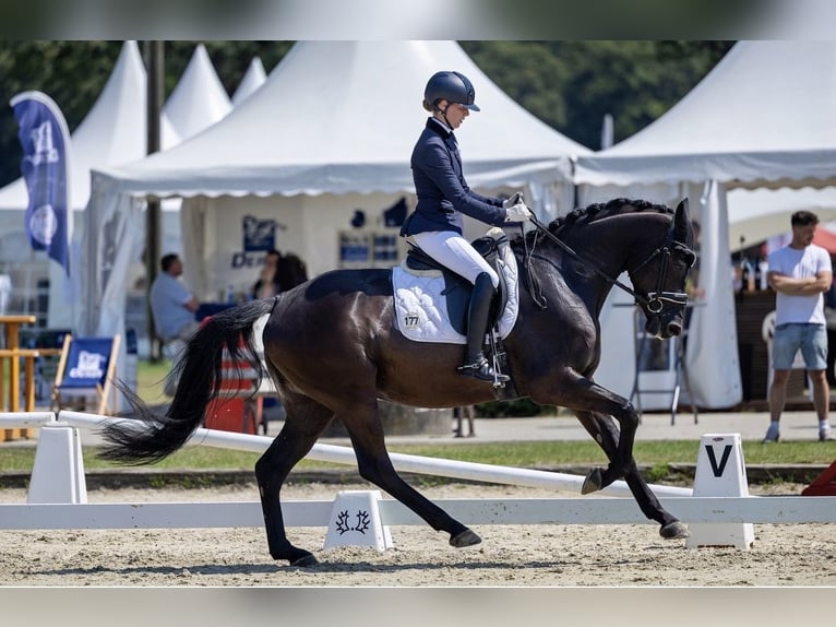 Trakehner Yegua 6 años 169 cm Negro in Geldern
