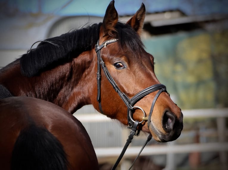 Trakehner Yegua 6 años 170 cm Castaño in Laubach