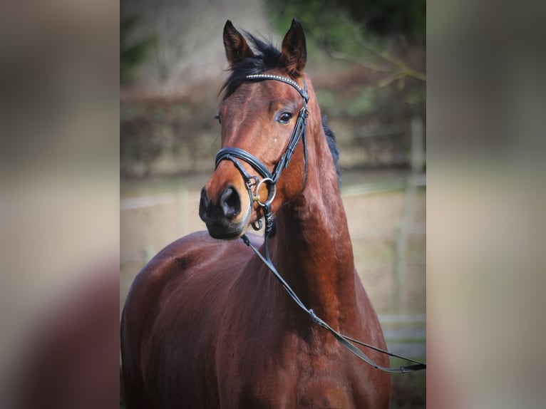 Trakehner Yegua 6 años 170 cm Castaño in Laubach