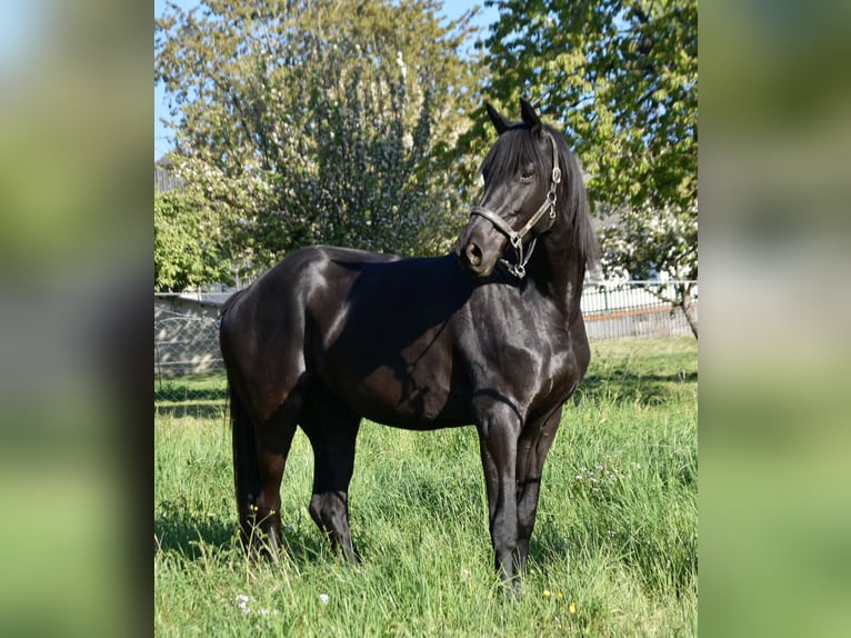 Trakehner Yegua 6 años 170 cm Negro in Veitsrodt