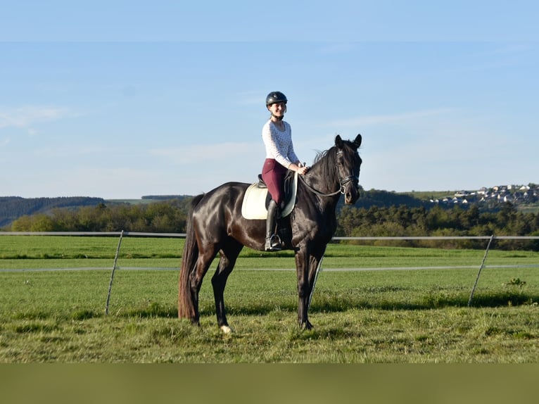 Trakehner Yegua 6 años 170 cm Negro in Veitsrodt