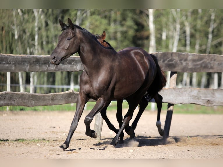 Trakehner Yegua 6 años 170 cm Negro in Karnków