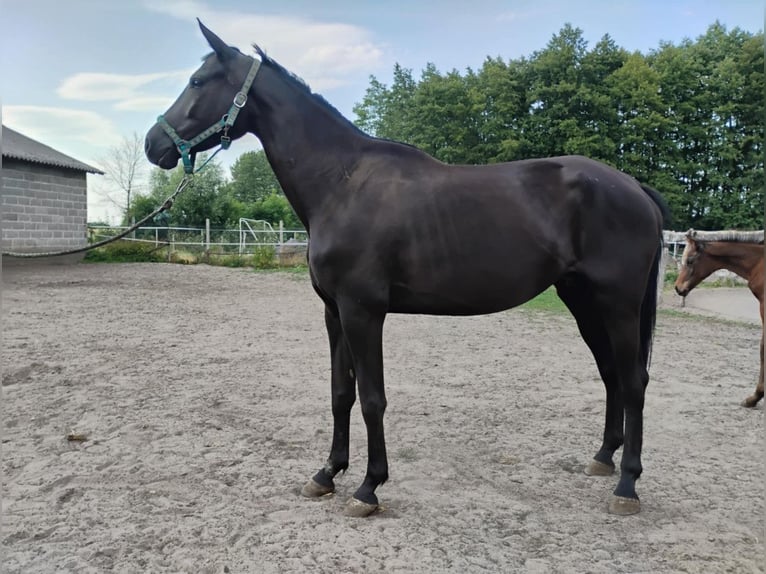 Trakehner Yegua 6 años 170 cm Negro in Karnków
