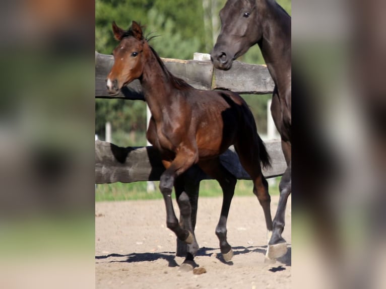 Trakehner Yegua 6 años 170 cm Negro in Karnków