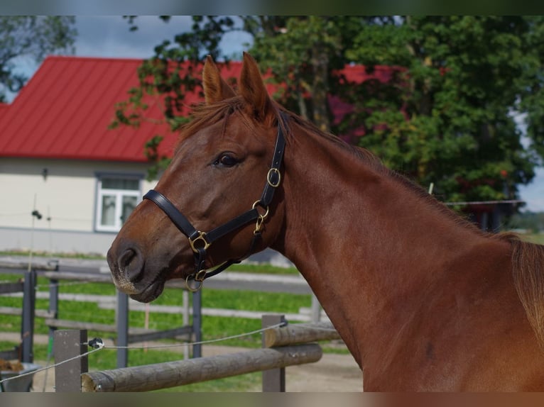 Trakehner Yegua 6 años 171 cm Alazán-tostado in Linn