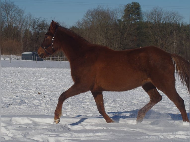 Trakehner Yegua 6 años 171 cm Alazán-tostado in Linn