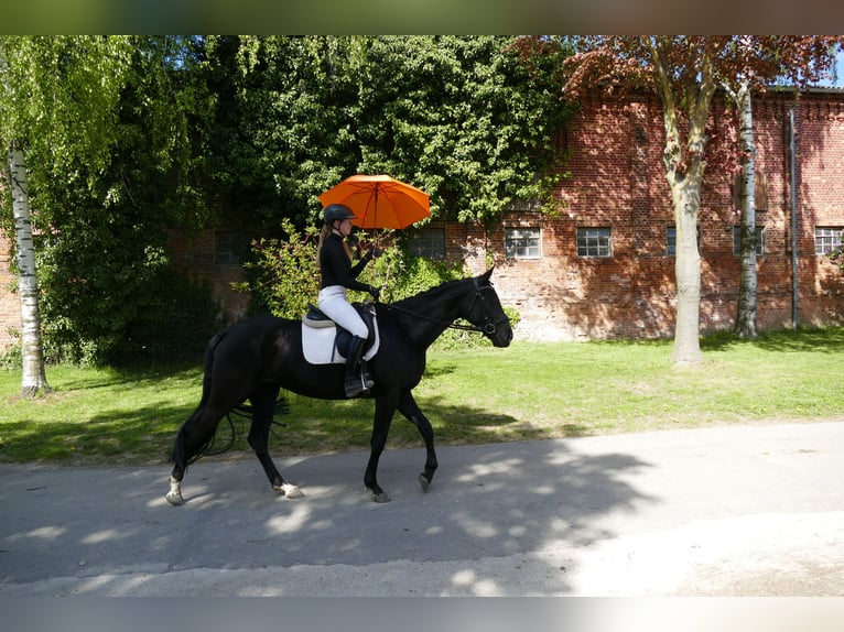 Trakehner Yegua 6 años Morcillo in Ganschow
