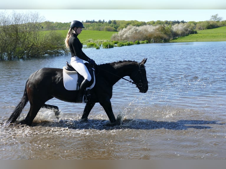Trakehner Yegua 6 años Morcillo in Ganschow
