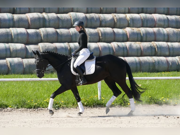Trakehner Yegua 6 años Morcillo in Ganschow