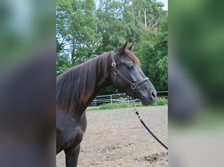 Trakehner Yegua 6 años Negro in Günzburg