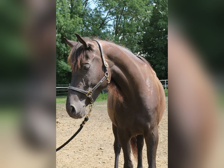 Trakehner Yegua 6 años Negro in Günzburg