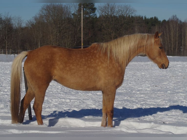 Trakehner Yegua 7 años 164 cm Palomino in Linn