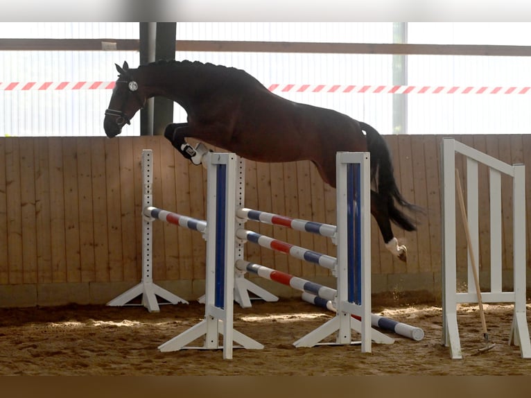 Trakehner Yegua 7 años 165 cm Castaño in KremmenKremmen Trakehner Yegua 7 años 165 cm Castaño in KremmenKremmen