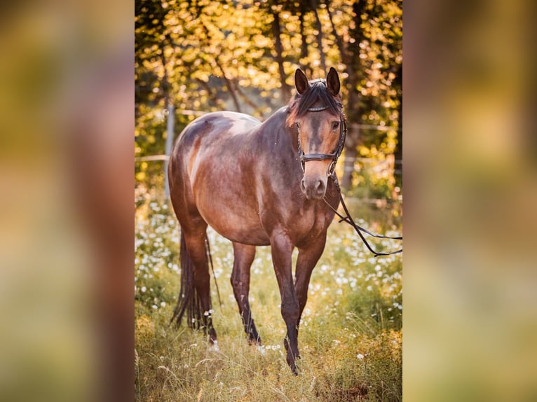 Trakehner Yegua 7 años 166 cm Castaño in Burgstädt