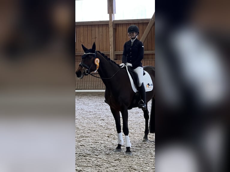 Trakehner Yegua 7 años 167 cm Castaño in Fronreute