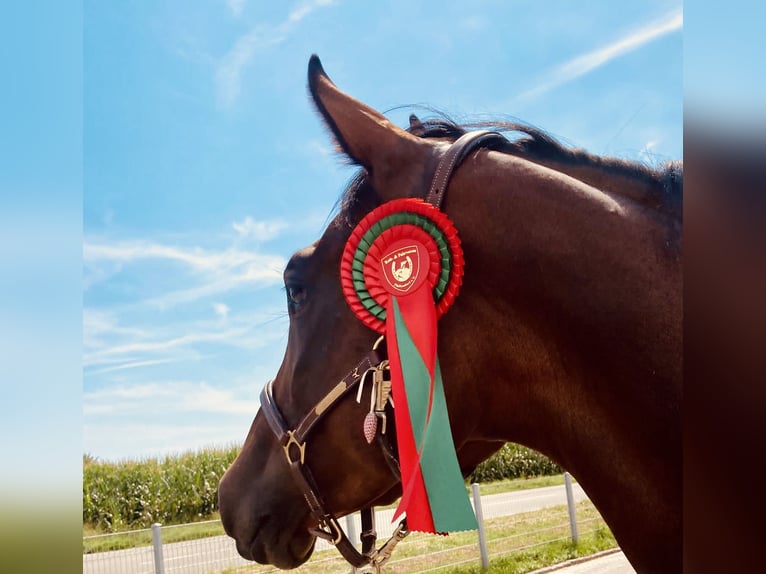 Trakehner Yegua 7 años 167 cm Castaño in Fronreute