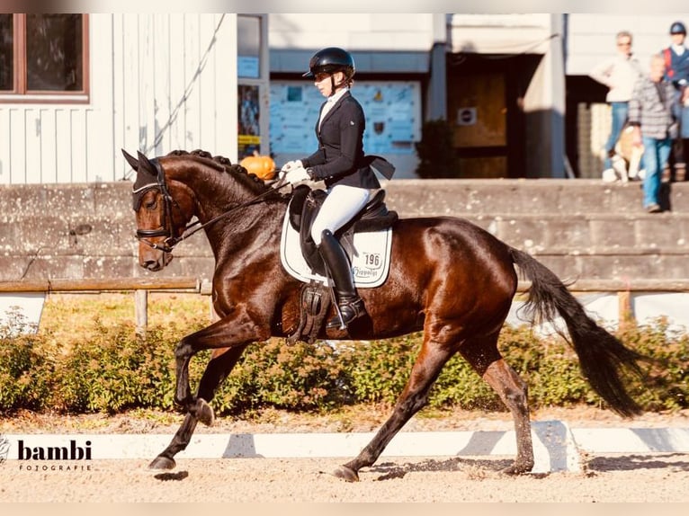 Trakehner Yegua 7 años 167 cm Castaño in Fronreute