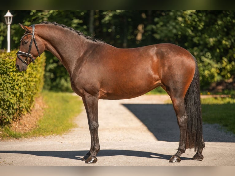 Trakehner Yegua 7 años 167 cm Castaño oscuro in Wehringen