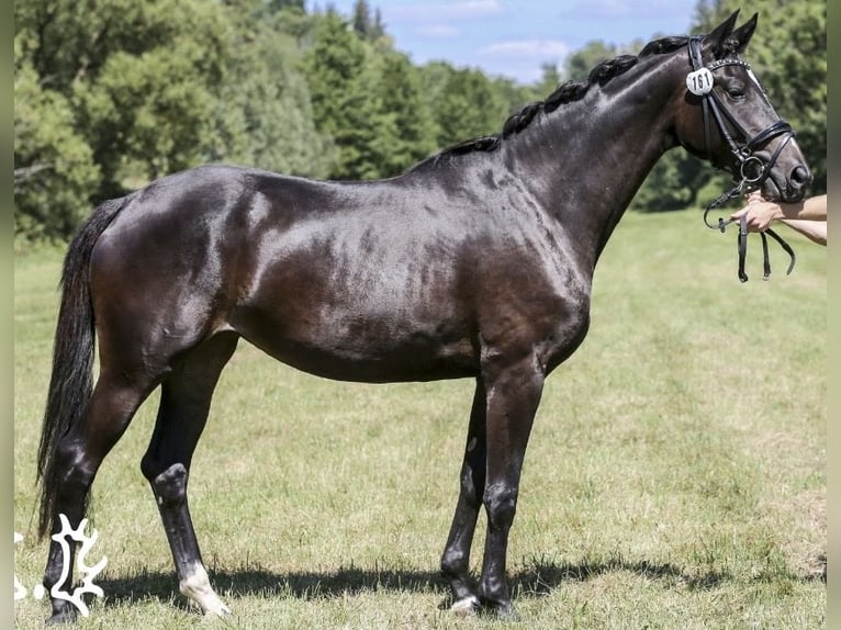 Trakehner Yegua 7 años 167 cm Morcillo in Reutlingen