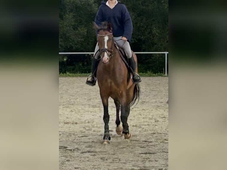 Trakehner Yegua 7 años 168 cm Castaño in Wetter