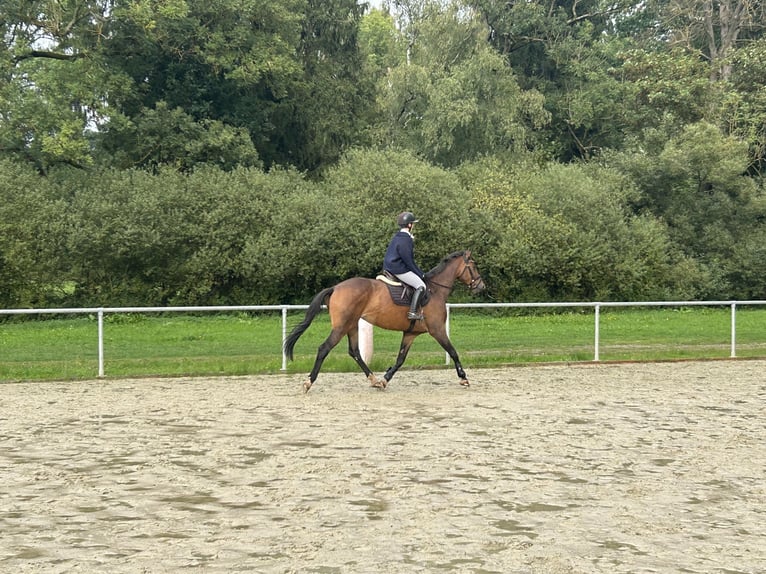 Trakehner Yegua 7 años 168 cm Castaño in Wetter