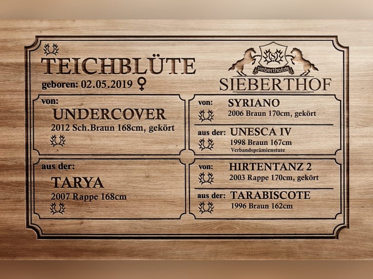 Trakehner Yegua 7 años 168 cm Castaño oscuro in Langenenslingen