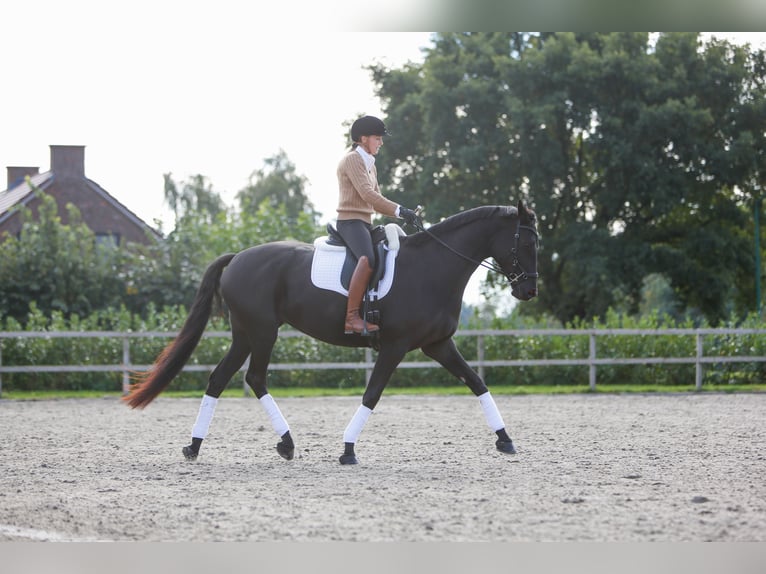 Trakehner Yegua 7 años 170 cm Negro in Overloon
